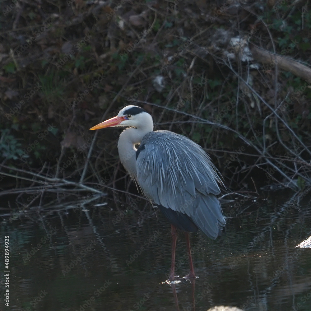 Fototapeta premium heron stands in a river, watching to fishes