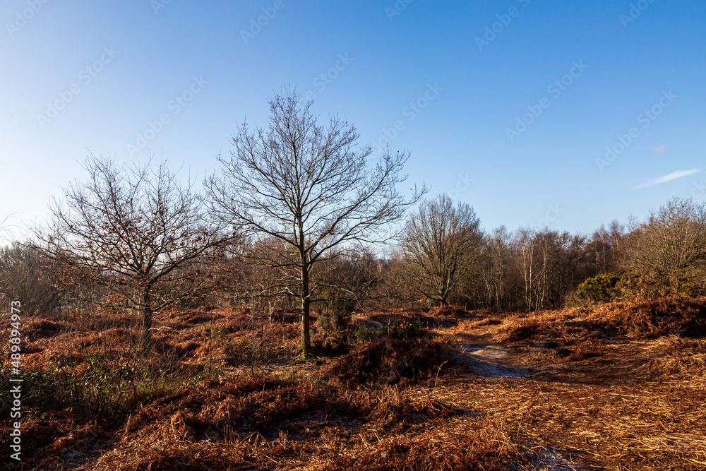 Looking out over Chailey Common on a sunny February morning