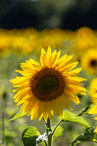 A close up of a sunflower on a sunny day  with a shallow depth of field