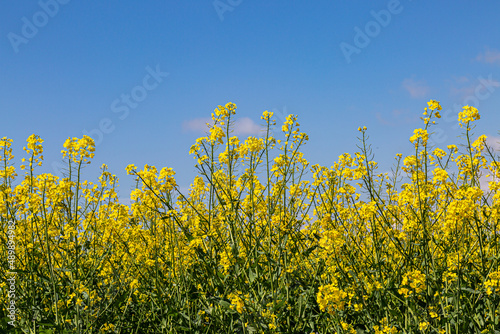 A field of rapeseed/canola crops growing in the spring sunshine