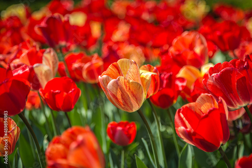 A flowerbed of red tulips  with a shallow depth of field