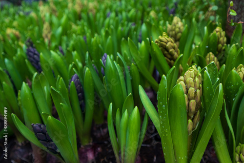 Hyacinth flower sprouts closeup. Growing and selling live plants in the store
