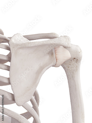 3d rendered medically accurate illustration of the shoulders capsular ligament photo