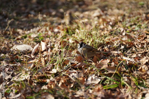 bird on the ground