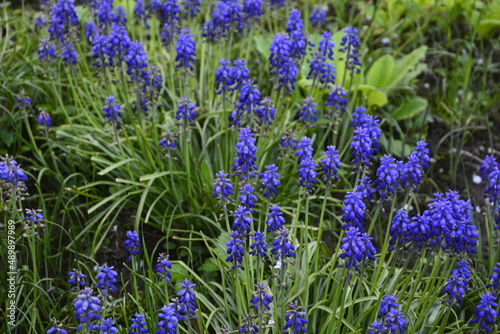 Muscari armeniacum plant with blue flowers.