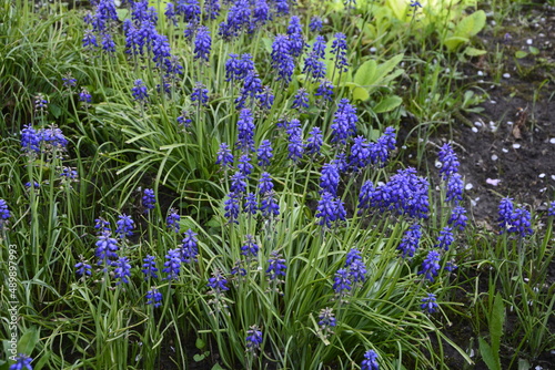 Muscari armeniacum plant with blue flowers.