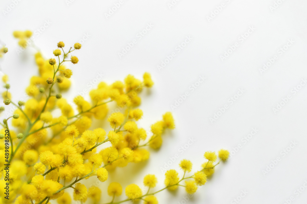 Spring mimosa on white background Top view Spring mimosa on white background Top view