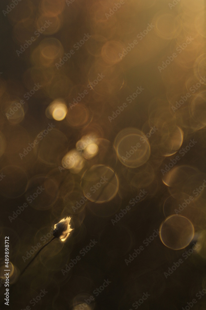 Vegetación Bokeh