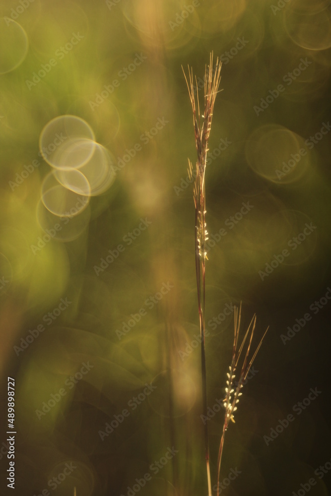 Vegetación Bokeh
