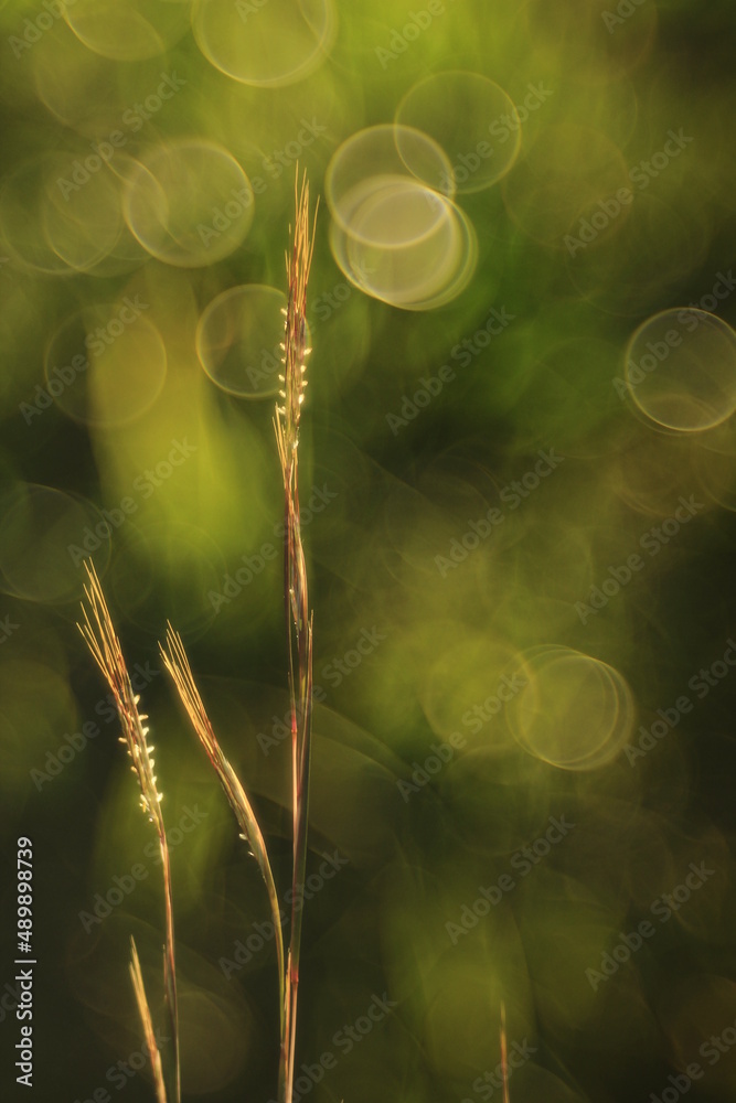 Vegetación Bokeh