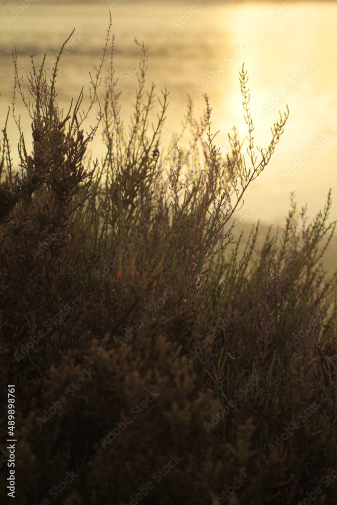 Vegetación Atardecer
