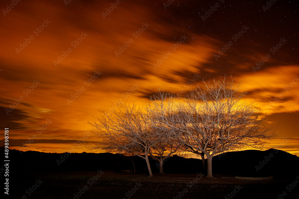 Arboles Nocturna