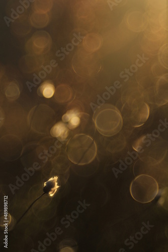 Obraz na płótnie Vegetación Bokeh w salonie
