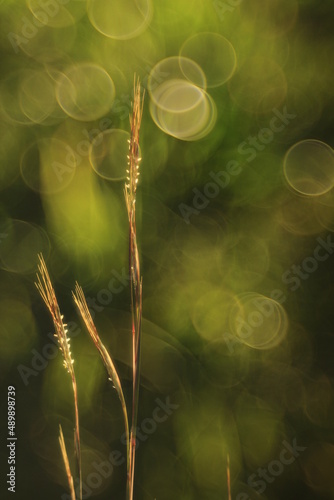 Obraz na płótnie Vegetación Bokeh w salonie