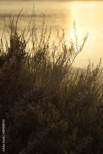 Vegetación Atardecer