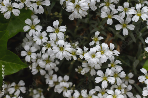 Snow-in-summer white flowers