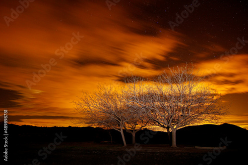 Arboles Nocturna