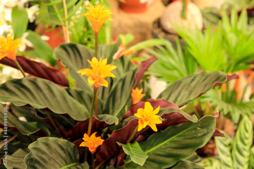 Calathea Crocata plants in the garden Calathea Crocata plants in the garden