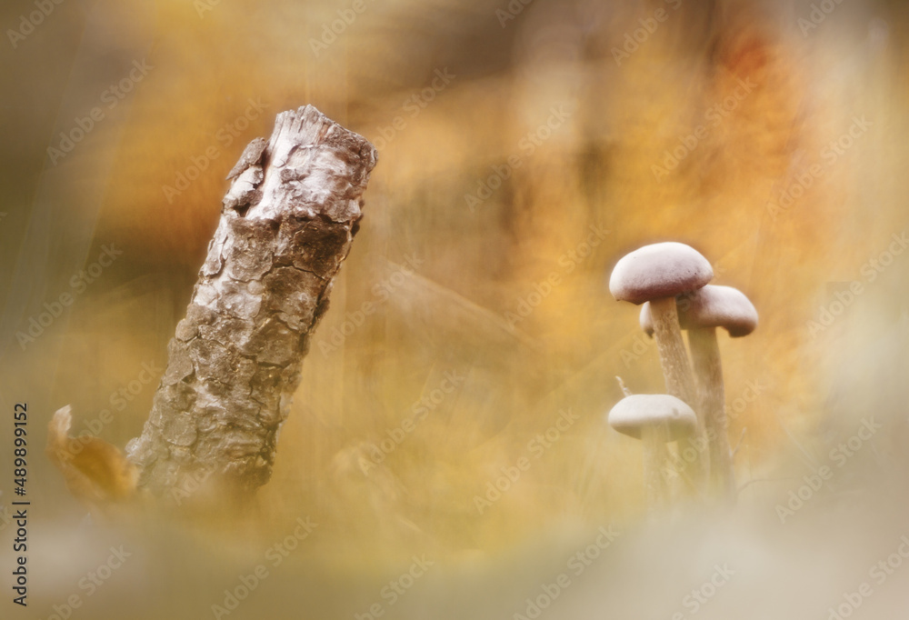 Setas Macro
