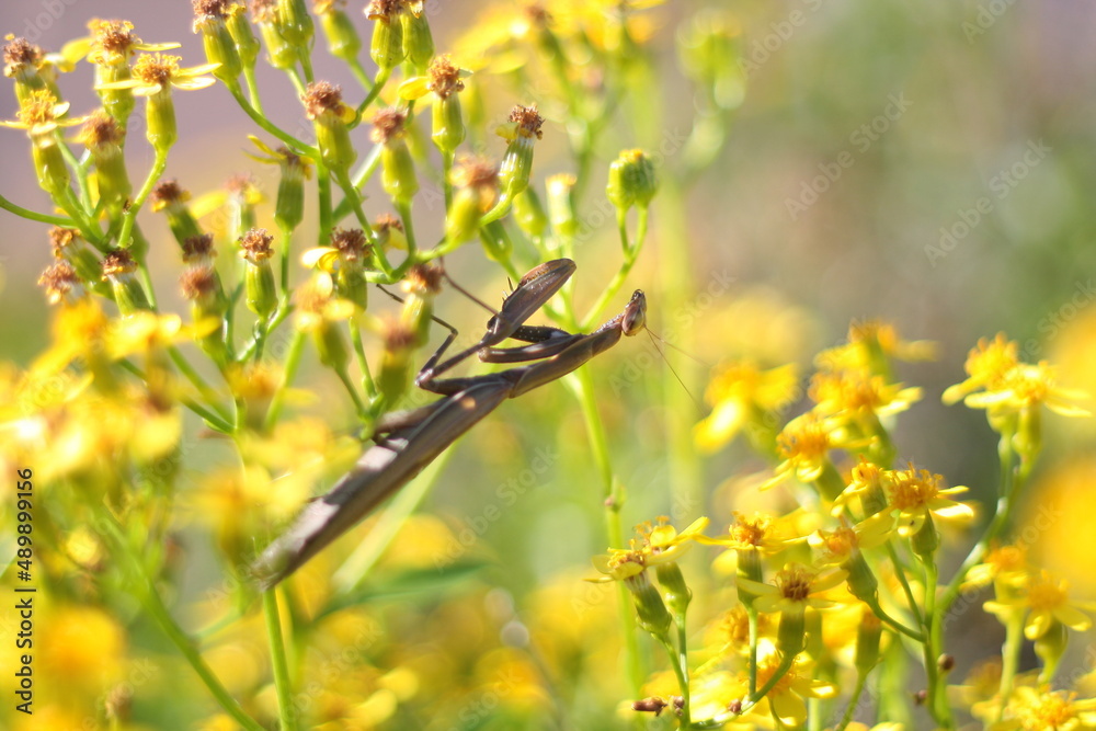 Mantis