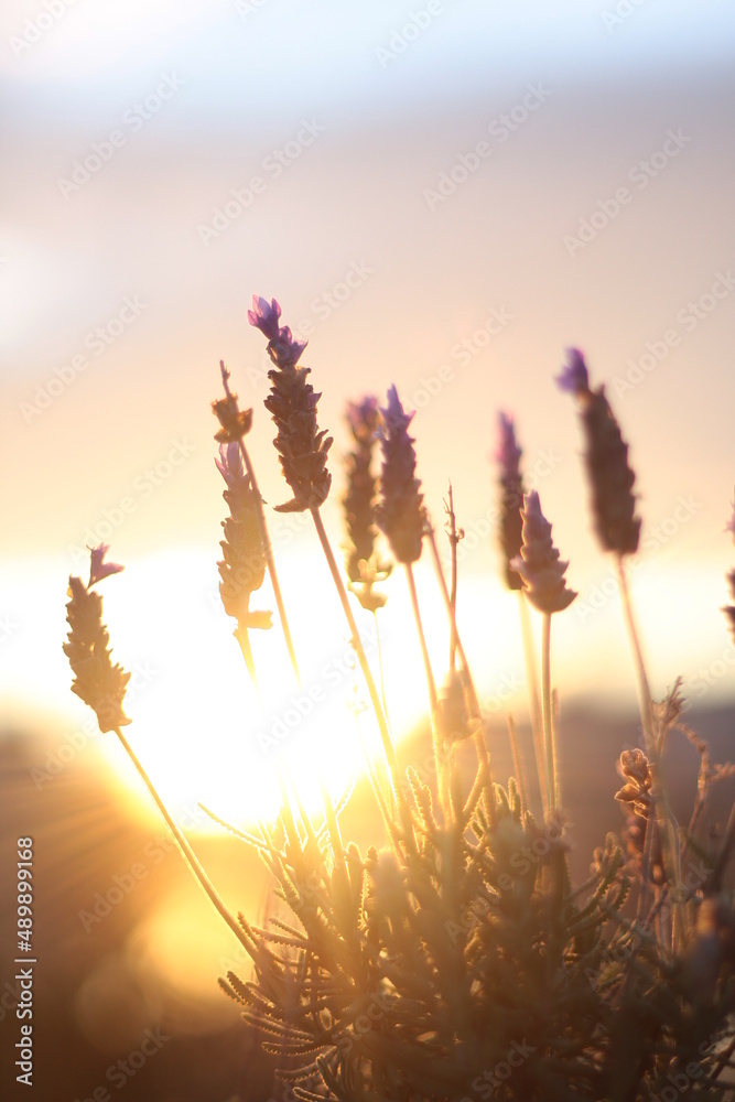 Lavanda Atardecer