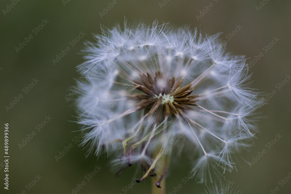 Fototapeta premium Detail (macro photography) of a Dandelion blooms 