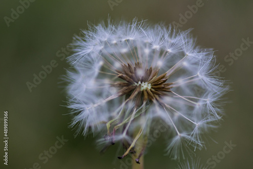 Detail  macro photography  of a Dandelion blooms 