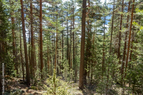 Fototapeta Naklejka Na Ścianę i Meble -  pine forest in the morning