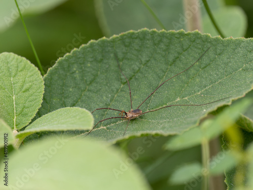 Harvestman Resting on a Leaf