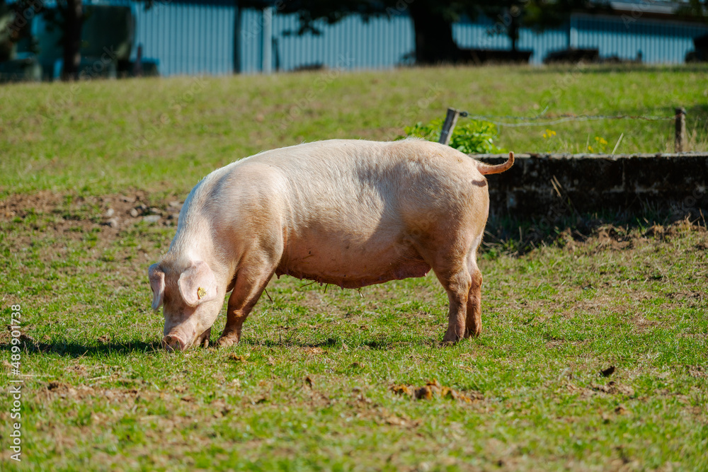 Pig standing on a grass lawn. Bio pig farm Pig standing on a grass lawn. Bio pig farm