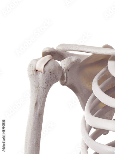 3d rendered medically accurate illustration of the transverse humeral ligament