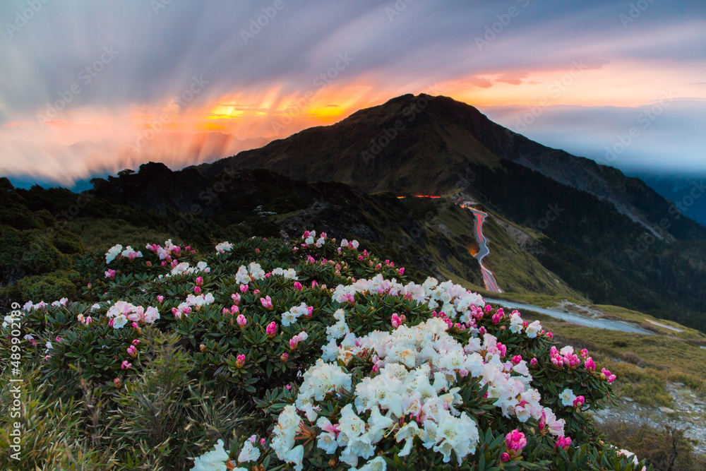 Asia - Beautiful landscape of highest mountains，Rhododendron, Yushan Rhododendron (Alpine Rose) Blooming by the Trails of at Taroko National Park, Hehuan Mountain, Taiwan
