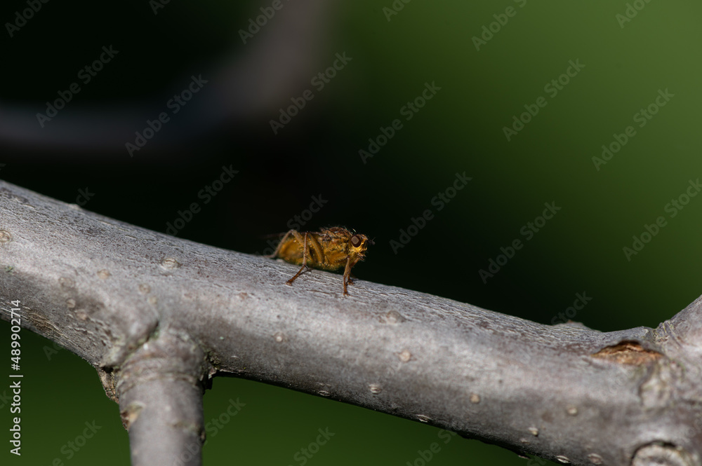 Scathophaga stercoraria - Golden Dung Fly - Scatophage du fumier Scathophaga stercoraria - Golden Dung Fly - Scatophage du fumier