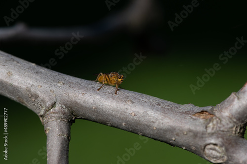 Scathophaga stercoraria - Golden Dung Fly - Scatophage du fumier photo
