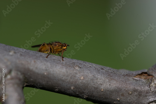 Scathophaga stercoraria - Golden Dung Fly - Scatophage du fumier photo