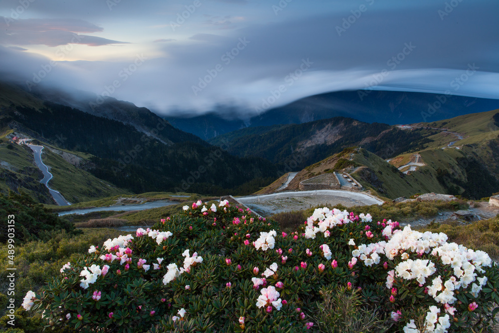 Asia - Beautiful landscape of highest mountains，Rhododendron, Yushan Rhododendron (Alpine Rose) Blooming by the Trails of at Taroko National Park, Hehuan Mountain, Taiwan
