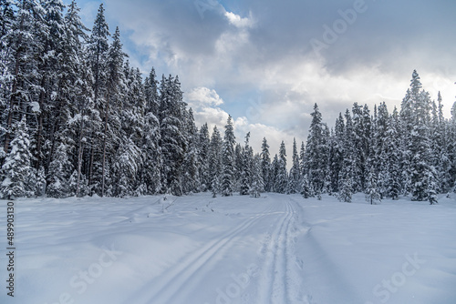 Winter forest in Banff Park © Pavel Cheiko