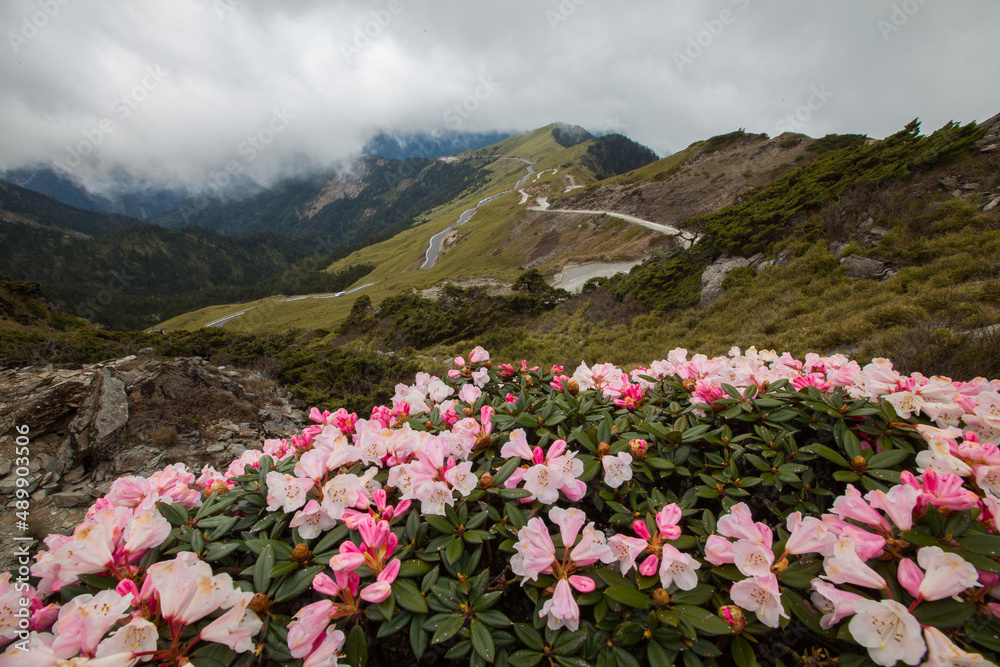 Asia - Beautiful landscape of highest mountains，Rhododendron, Yushan Rhododendron (Alpine Rose) Blooming by the Trails of at Taroko National Park, Hehuan Mountain, Taiwan
