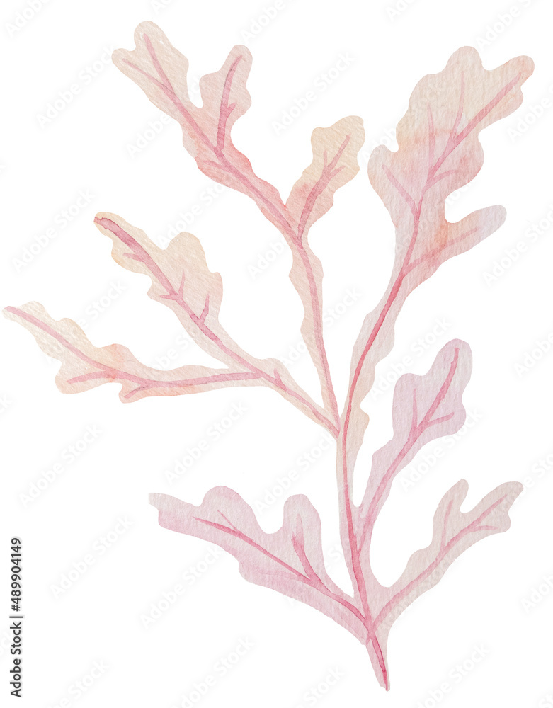 Set of hand drawn Watercolor seaweeds Illustration in pastel pink