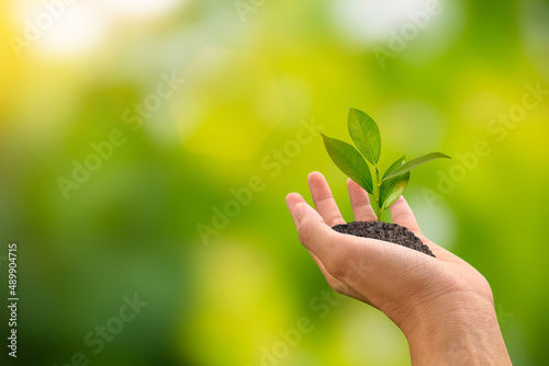 Hand holding young plant on green nature blur bokeh background.
