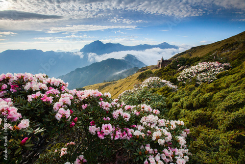 Asia - Beautiful landscape of highest mountains   Rhododendron  Yushan Rhododendron  Alpine Rose  Blooming by the Trails of at Taroko National Park  Hehuan Mountain  Taiwan
