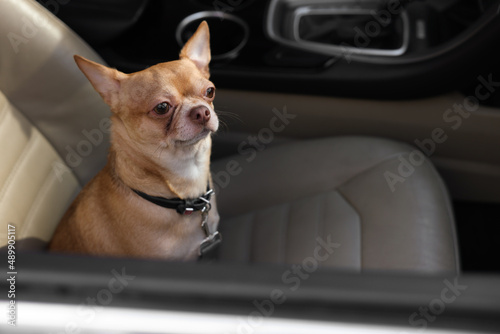 Small Chihuahua dog in car. Cute pet © New Africa