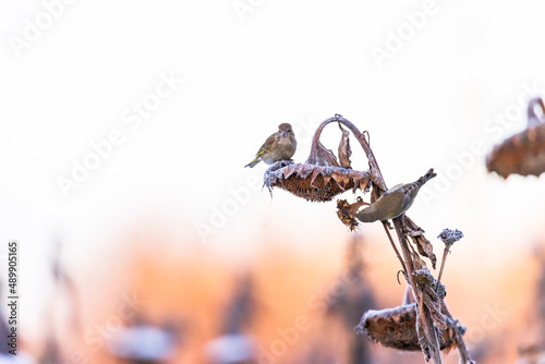 Various songbirds peck seeds from faded sunflowers in winter