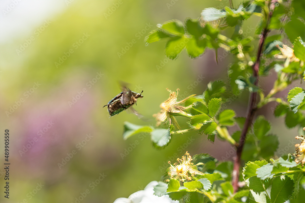 Flower chafer on the flowers of a beaver rose Flower chafer on the flowers of a beaver rose
