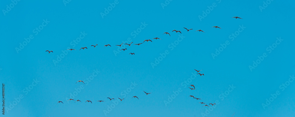 Flock of geese flying in a colorful sky  in bright sunlight at sunrise in winter, Almere, Flevoland, The Netherlands, February 27, 2022