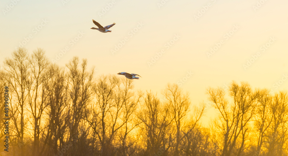 Flock of geese flying in a colorful sky  in bright sunlight at sunrise in winter, Almere, Flevoland, The Netherlands, February 27, 2022