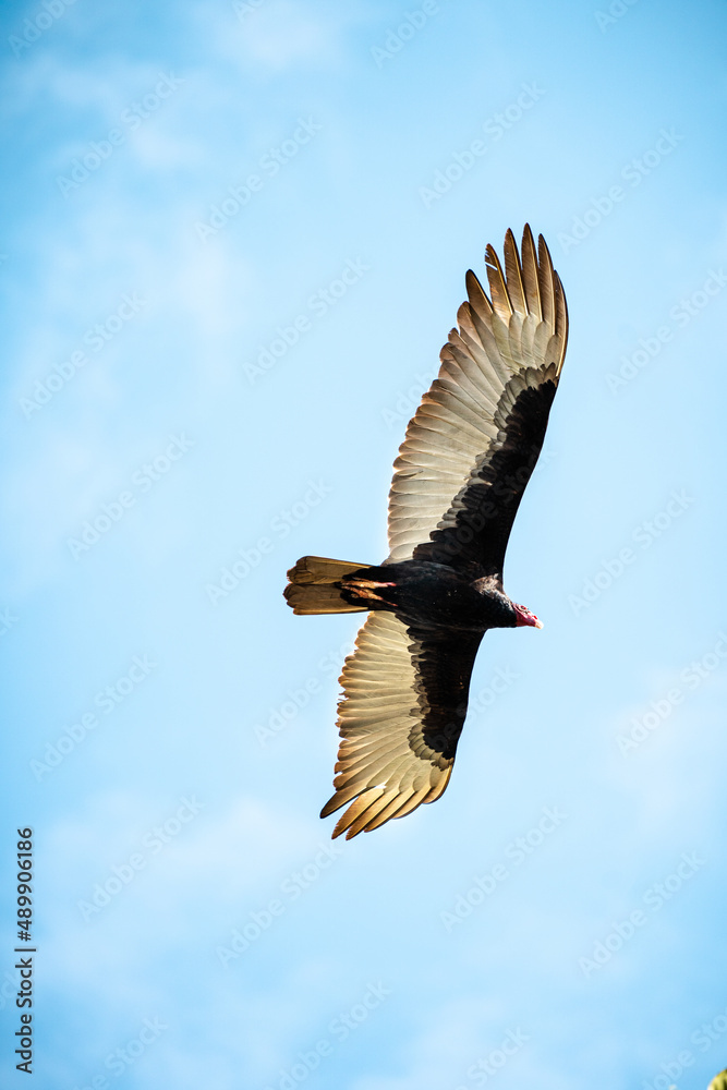 Naklejka premium Ave rapaz Aura volando