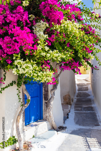 Colourful tree over blue door on typical white street in Santorini, Greece