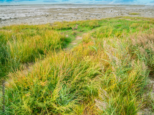 Frisian salt marshes at low tide