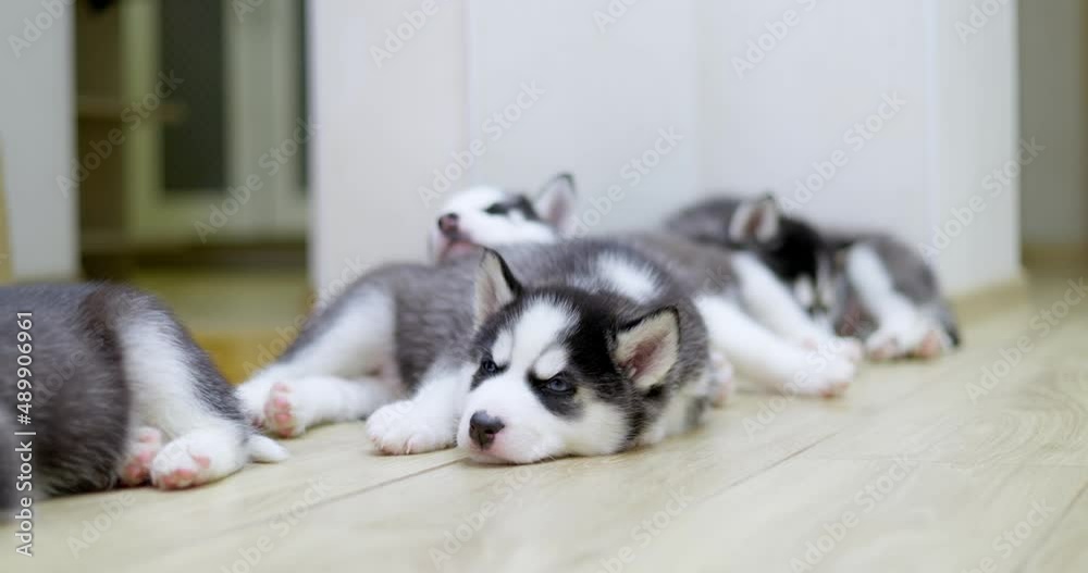 Black and white husky puppies resting on the floor indoors. Pets indoors Black and white husky puppies resting on the floor indoors. Pets indoors